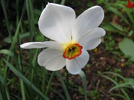 AlbinZ Garten im April 2010