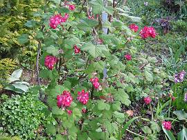 AlbinZ Garten im April 2010