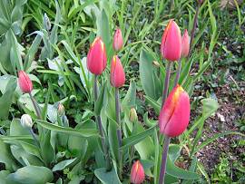 AlbinZ Garten im April 2010