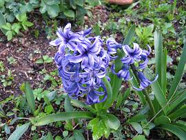 AlbinZ Garten im April 2010