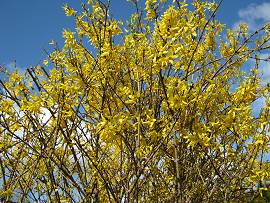 AlbinZ Garten im April 2010