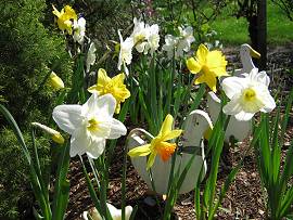 AlbinZ Garten im April 2010