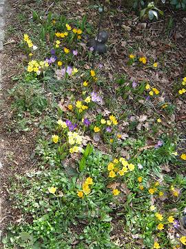 Frühlingswiese bei AlbinZ mit Krokussen