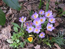 Frühlingswiese bei AlbinZ mit Krokussen
