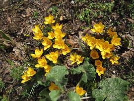 Frühlingswiese bei AlbinZ mit Krokussen