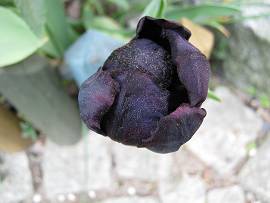 schwarze Tulpe