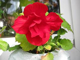 Blumenpracht in AlbinZ Garten - August 2011