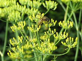 Blumenpracht in AlbinZ Garten - August 2011
