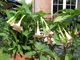 Pflanzen in AlbinZ Garten - Ende Juli 2009