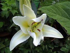 Pflanzen in AlbinZ Garten - Ende Juli 2009