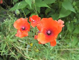 Pflanzen in AlbinZ Garten - Ende Juli 2009