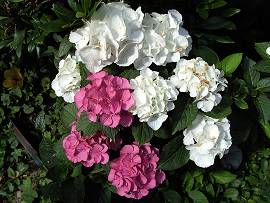 Pflanzen in AlbinZ Garten - Ende Juli 2009