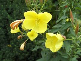 Pflanzen in AlbinZ Garten - Ende Juli 2009