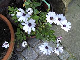 Pflanzen in AlbinZ Garten - Ende Juli 2009