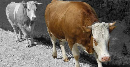 Grau-in-grau, so farbenfroh (4)