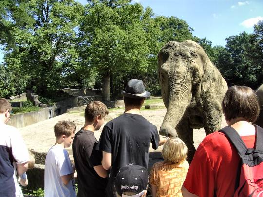 Hagenbecks Tierpark – Elefanten füttern
