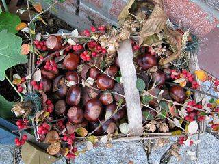 Kastanien im Herbst ...