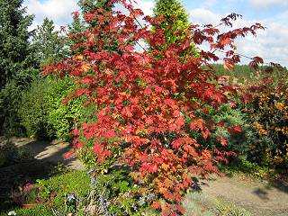 Herbst in Tostedt 2009