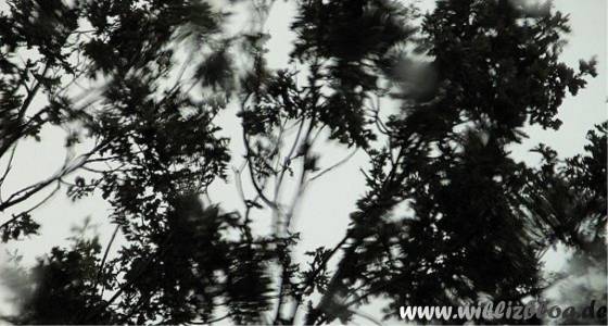 Wilfried Albin: Das Leben. Der Tod. (01) Ein Regentag