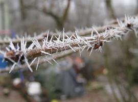Raureif am Kirschbaum: nadelförmige Eiskristalle