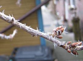 Raureif am Kirschbaum: nadelförmige Eiskristalle