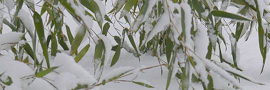 ... wenn die Spannung erfüllt ist, muß der Schuß fallen, er muß vom Schützen abfallen wie die Schneelast vom Bambusblatt
