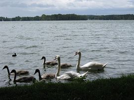 Schwanenfamilie auf dem Scharmützelsee/Brandenburg