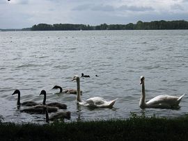 Schwanenfamilie auf dem Scharmützelsee/Brandenburg