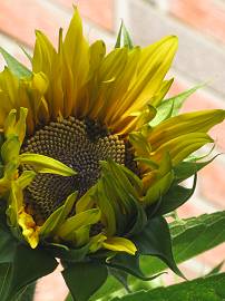Sonnenblumen in AlbinZ Garten (September 2010)