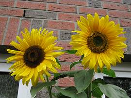 Sonnenblumen in AlbinZ Garten (September 2010)
