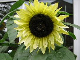 Sonnenblumen in AlbinZ Garten (September 2010)