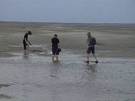 AlbinZ im Wattenmeer bei der Insel Neuwerk