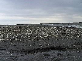 Wattenmeer bei der Insel Neuwerk: Muschelbank