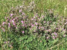 Salzpflanzen: Hauhecheln