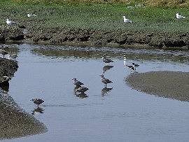 Prielsystem zwischen den Salzwiesen