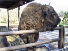 Wildpark Lüneburger Heide Nindorf-Hanstedt