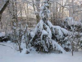 Winter in AlbinZ Garten: Dezember 2010