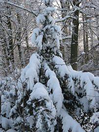 Winter in AlbinZ Garten: Dezember 2010