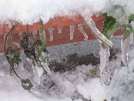 Winter in AlbinZ Garten: Dezember 2010