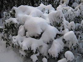 Winter in AlbinZ Garten: Dezember 2010