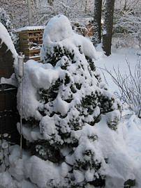 Winter in AlbinZ Garten: Dezember 2010