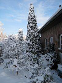 Winter in AlbinZ Garten: Dezember 2010