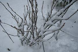 Busch im Schnee