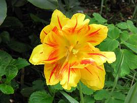 Tulpen in AlbinZ Garten Ende April 2012