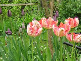Tulpen in AlbinZ Garten Ende April 2012