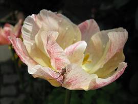 Tulpen in AlbinZ Garten Ende April 2012