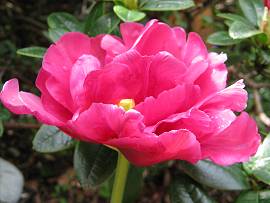 Tulpen in AlbinZ Garten Ende April 2012