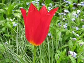 Tulpen in AlbinZ Garten Ende April 2012