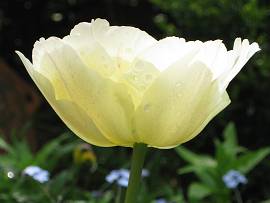Tulpen in AlbinZ Garten Ende April 2012