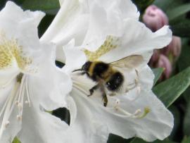 weißer Rhododendron mit fleißiger Hummel
